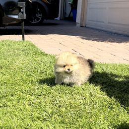 Pomeranian Puppies from Bear face Pomeranian