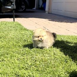 Pomeranian Puppies from Bear face Pomeranian