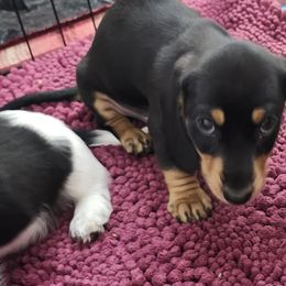 Dachshund Puppies from Happy Acres  Miniature Dachshunds