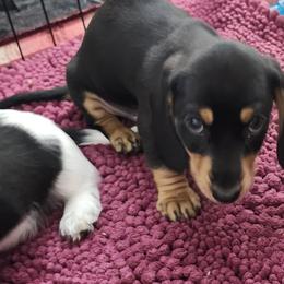 Dachshund Puppies from Happy Acres  Miniature Dachshunds