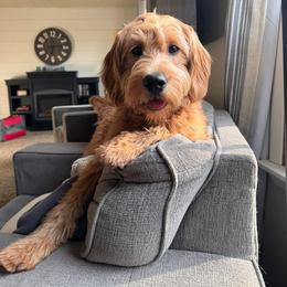 Eleanor - Goldendoodle