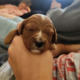 Cavapoo and Poodle Puppies from Salt Creek Doodles