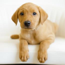 Captain - Yellow male Labrador Retriever puppy in Allons, Tennessee from UC Labradors LLC