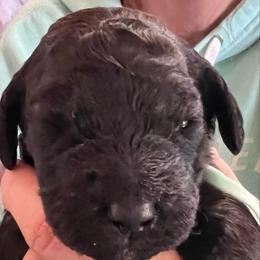 Sasha - Cafe female Labradoodle puppy in Kimball Township, Michigan from Kelly’s Doodles
