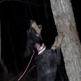 Lucille - Bluetick Coonhound