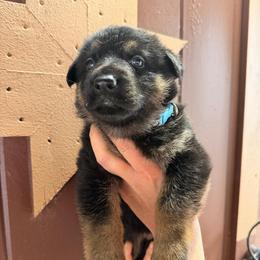 Girl 2   2,500 dollars - Black and tan female German Shepherd puppy in Hollis Center, Maine from Noble German Shepherds of Maine