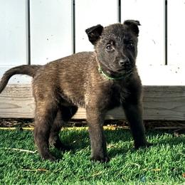 Green Collar - Fawn sable male Belgian Malinois puppy in Trenton, Georgia from Laeknir K9
