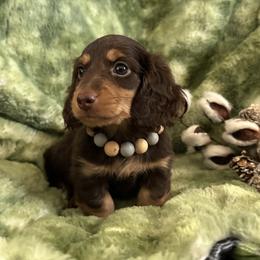 Dachshund and French Bulldog Puppies from Scarlet Sons Frenchies