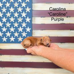 Caroline - Red  female Goldendoodle puppy in Springville, Utah from JW Doodles