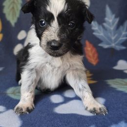 Tea - Black and white female Border Collie puppy in East Brady, Pennsylvania from Riverwood