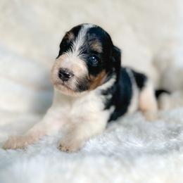 Tucker - Tri-color male Bernedoodle puppy in Osage City, Kansas from Golden Ridge Goldens