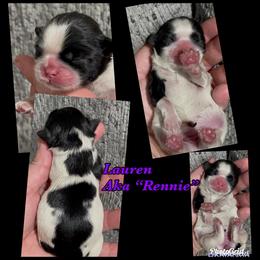 Great Pyrenees and Shih Tzu Puppies from Ashville Shih Tzu Chalet
