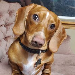 Dachshunds from Ruhoff's Dachshunds