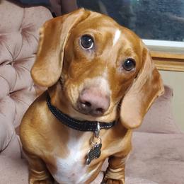 Dachshunds from Ruhoff's Dachshunds