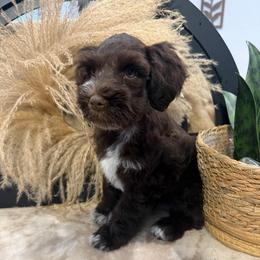 Rarity - Liver female Miniature Schnauzer puppy in Menifee, California from Violet’s Meadow