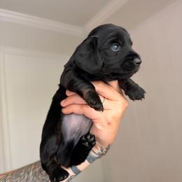 Oden - Black and tan male Dachshund puppy in Augusta, Georgia from Cherokee Hill Dachshunds