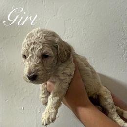 Trix - Cream female Goldendoodle puppy in Atlantic Beach, Florida from Glamorous Golden Doodles