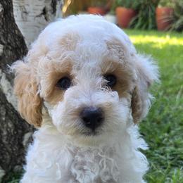 Poodles from Isabella's Babies