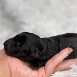 Ivonny - Black female Dachshund puppy in Goodyear, Arizona from D&C Royal Dachshunds LLC