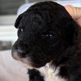 Dunkin - Silver male Poodle puppy in Sarasota, Florida from Paradise Poodles