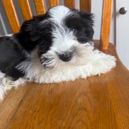 Yellow collar - Parti female Miniature Schnauzer puppy in Tacoma, Washington from AKC Nordwest Schnauzers