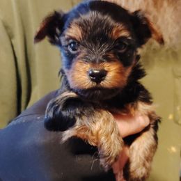 Joey - Black and tan male Yorkshire Terrier puppy in Rogersville, Tennessee from Guys'N' Dolls Yorkshire Terriers