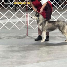 Onyx - Siberian Husky