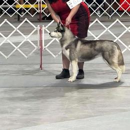 Onyx - Siberian Husky