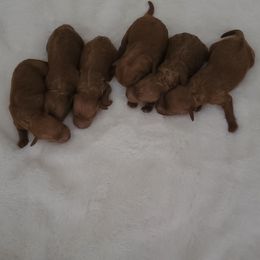 Poodle puppies from Tender Little Paws
