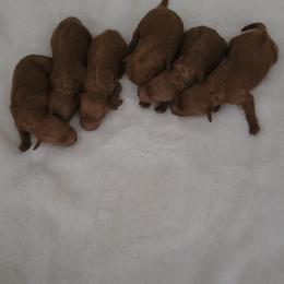 Poodle puppies from Tender Little Paws