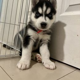 Maltese and Siberian Husky Puppies from Nyx’s Pack