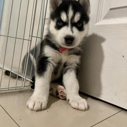 Maltese and Siberian Husky Puppies from Nyx’s Pack