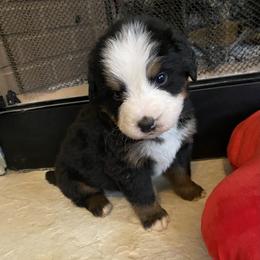 Anika - Tri-color female Bernese Mountain Dog puppy in Rural Retreat, Virginia from Bernese Bunker