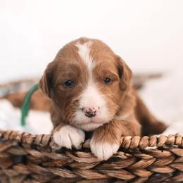 Bernedoodle and Goldendoodle Puppies from Hommel’s Mini Darling Doodles