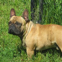 Mork - French Bulldog