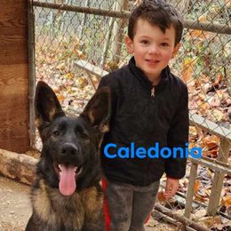 Clyde - German Shepherd