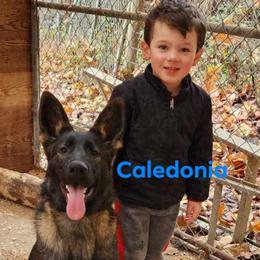 Clyde - German Shepherd