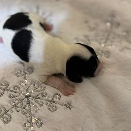 Puppy 4 - Piebald female Dachshund puppy in Martinsville, Virginia from Rea's Doxies
