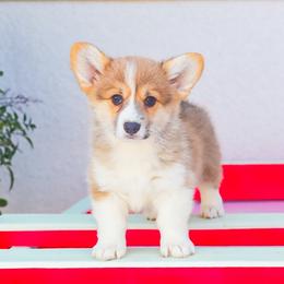 Lime green - Sable male Pembroke Welsh Corgi puppy in Caliente, California from Rafter Cross 7