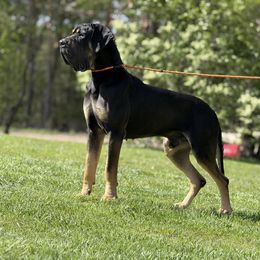 Diesel - Great Dane