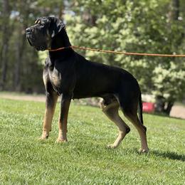 Diesel - Great Dane