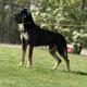 Diesel