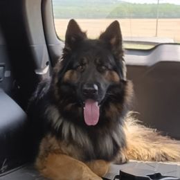 German Shepherds from Cokers beautys