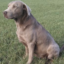 Dilute Retrievers and Labrador Retrievers from GT Labradors