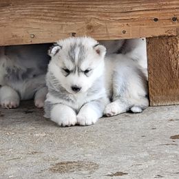 Girl 1 - Gray and white Siberian Husky puppy in Sun Valley, Nevada from Arcticgrace Siberians