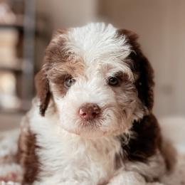 Kenai, Boy - Chocolate merle male Bernedoodle puppy in Maricopa, Arizona from Desert Ridge Doodles