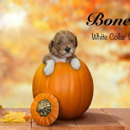 Bones - Apricot female Goldendoodle puppy in Mendon, Massachusetts from Comfort & Cuddle Co