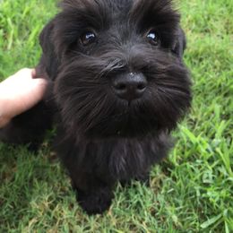 Miniature Schnauzer Puppies from Apples schnauzers