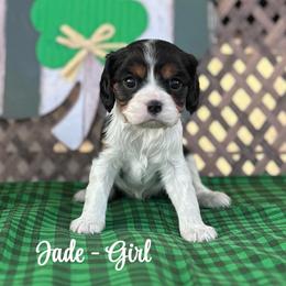 Jade - Tri-color female Cavalier King Charles Spaniel puppy in North Smithfield, Rhode Island from Thundermist Cavaliers