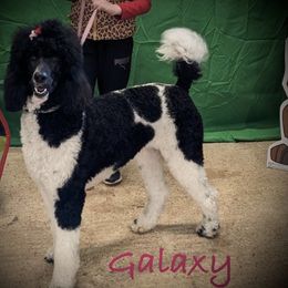 Galaxy - Poodle